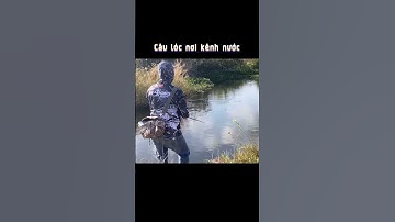 #shorts #giaitribinhthuan #caucaloc #lurefishing Câu cá lóc nơi kênh nước !