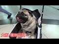 ママと一緒にサスペンダーを買いに大阪 梅田行脚 『おまめ日記』夫婦仲の悪い飼い主に飼われているパグの生活　Pug Comedy Videos From Japan