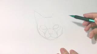 Drawing Animals: From Anatomy to Rendering : Small Cat - Head - Front View Drawing Animals: From Anatomy to Rendering : Small Cat - Head - Front View