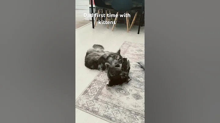 Video 3155281: mainecooncat mainecoons cat, mainecooncats kitty cat, mainecoon cat kitty cute, mainecooncats kittycat, usa cute cat