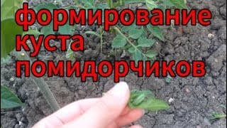 #помидоры#пасынки#для хорошего урожая