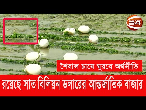 ভিডিও: ওখতার নতুন উপকূল