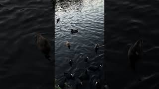 Late night feeding hungry coots #feedingducks #duck #coots