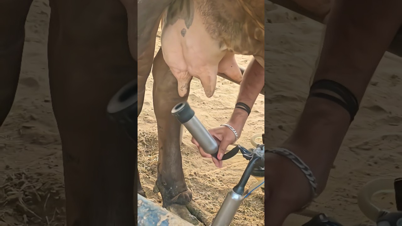 Milking machine dairy cow 😱 