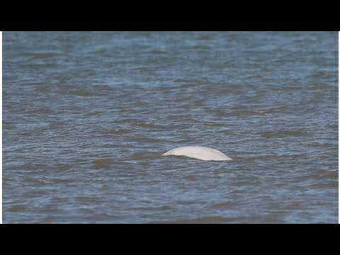 Vídeo: Se Ha Visto Una Ballena Beluga Perdida Nadando En El Támesis