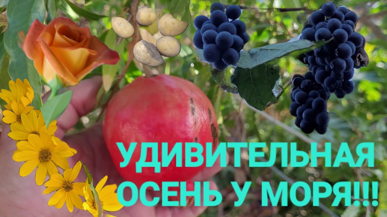 Голубицкая - Все плохо, зелени нет, а вот у нас хорошо! Виноград для ...