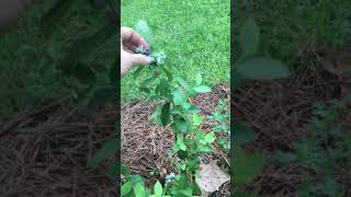 Blueberry plant from Lowes giving fruit the first season