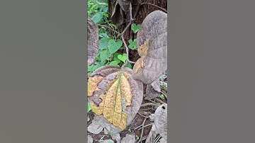 Scale Insect damage in Black  Pepper