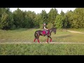 Horse by drone 4K with Game of Thrones Theme - Western Cover