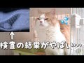 レントゲン検査で新事実発覚！ちょっと恥ずかしいことがバレました...【猫のトイレルーティン】