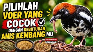 How to Choose the Right Bird Feed for Your Anis Kembang