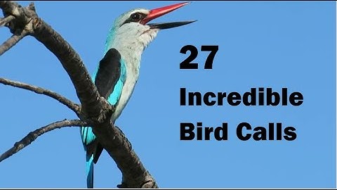 27 Bird Calls from Kruger National Park | Field Guide for Bird ID Training