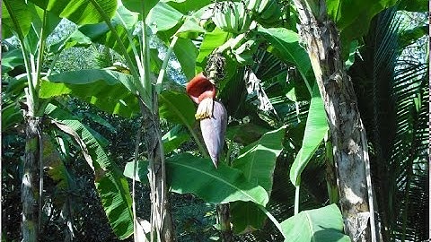 Thuyết Minh : Đặc Sản : Canh Chua Cơm Mẻ - Lươn Đồng – Bắp Chuối !