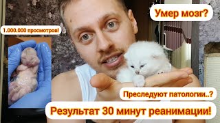 Выжил после смерти! Что стало с котёнком, после 30 минут реанимации?! by DEBORKADER 261,305 views 3 years ago 13 minutes, 13 seconds