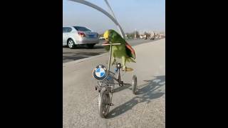 parrot ? riding shortsviralyoutubeshorts