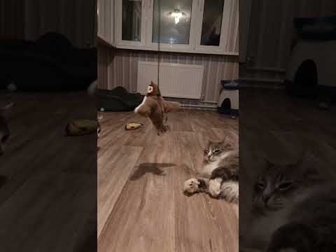 Птичка для котов #pets #животные #прикол #кот #кошка #кошки #cat #shortsvideo #animals #cute #funny