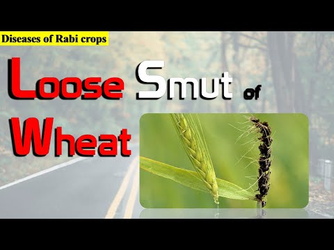 Video: Barley Loose Smut Treatment - Beheersing van gerst met losse smut-symptomen