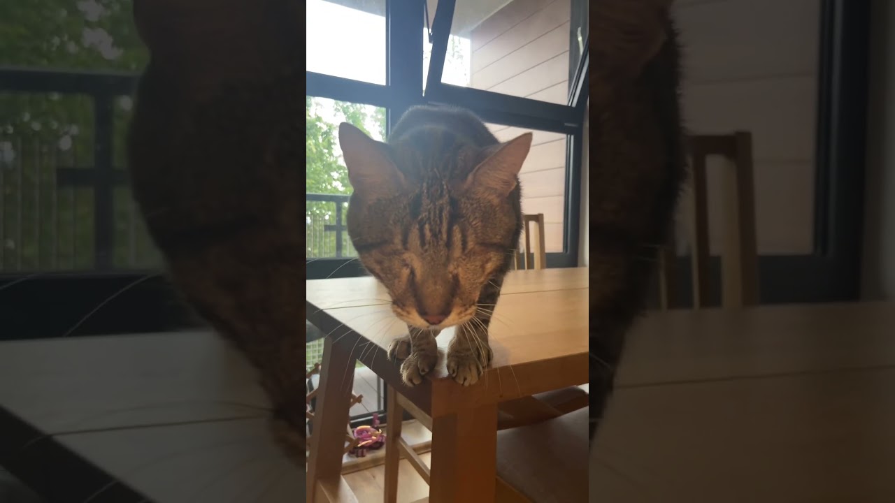 He lost his eyes but he didn’t lose his spirit 🐈🥹
