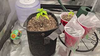 OG Kush/Sour Diesel 2024 Grow Mars Hydro TS1000 Seed Supreme Day 24/18