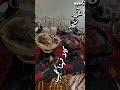 أأهديك زهراً وأنت العبير💗
