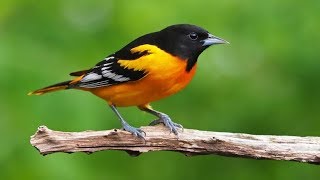 North America has lost 3 billion birds since 1970