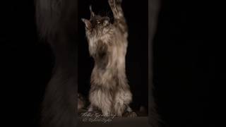 The art of movement. #mainecoon #cat #felisgallery #robertsijka