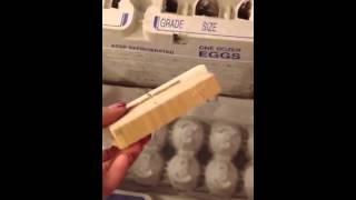 Stamping Logo on Egg Cartons
