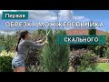 Как сформировать узкую плотную крону можжевельнику. Первая обрезка. #формировка #своимируками