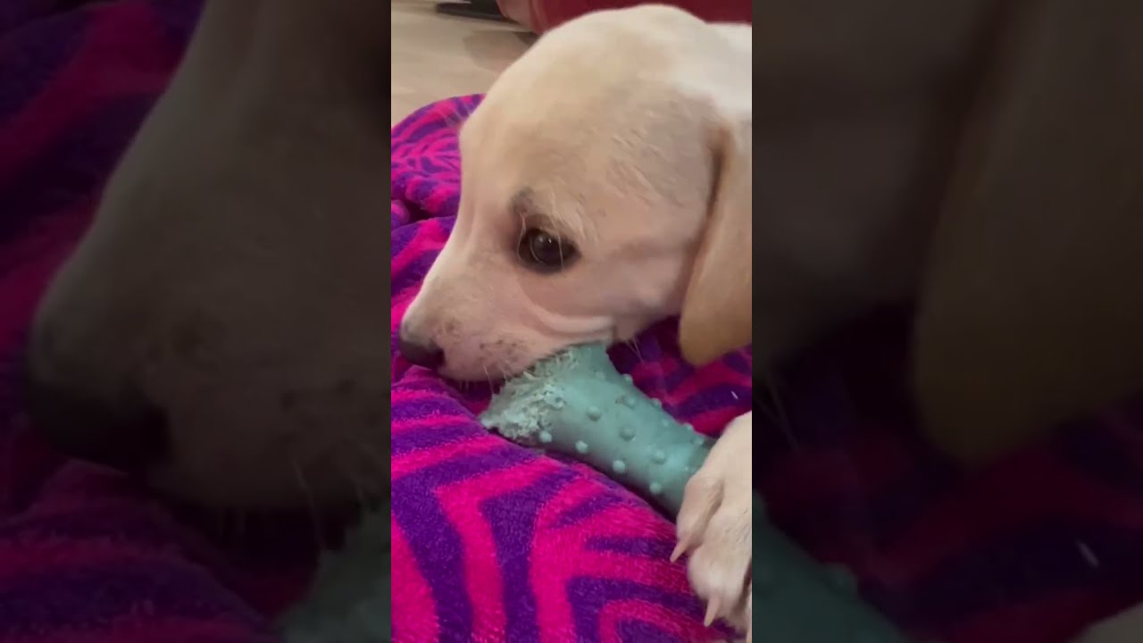Little Bentley Is Leaving On Thursday Foster Puppy 