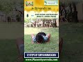 12 Steps/ Asanas of Surya Namaskar (Sun Salutation) for Whole Body Workout- Yoga for Holistic Health