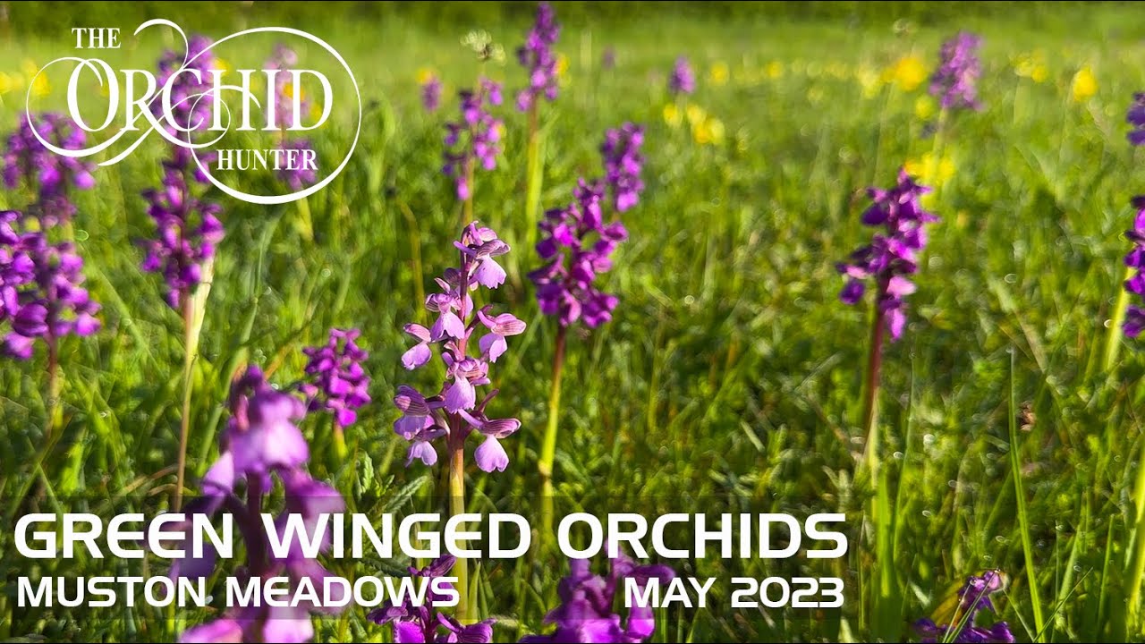 Green Winged Orchids - Muston Meadows (10th May 2023) - OH125