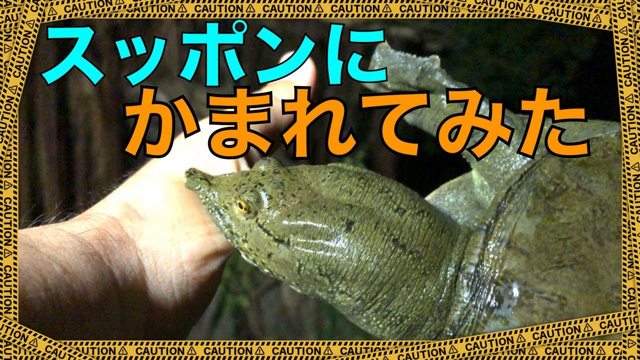 かまれて検証 スッポンはかみつくと雷が鳴るまではなさない は本当か Youtube かまれて検証 スッポンはかみつくと雷が鳴るまではなさない は本当か Youtube