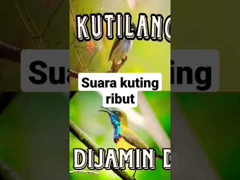 Suara Pikat Kutilang Ribut Vs Sogon Paling Ganas