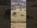Baby Rhino With Zoomies Wild Savannah Surprise Viral Caughtoncamera