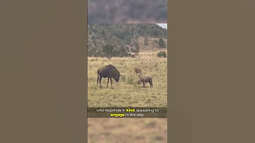 Baby Rhino With Zoomies Wild Savannah Surprise Viral Caughtoncamera 