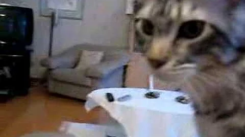 Video 2070831: maine coon purring, female maine coon, norwegian, kitten purring