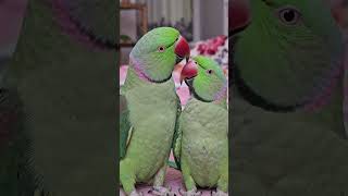 May 19, 2026 Two Lovebirds 🦜🦜 💕😘 #parrot #funny #shorts