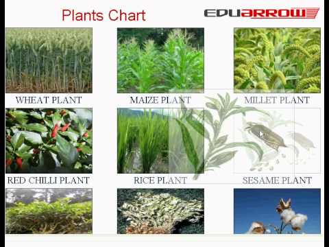Plants chart - YouTube