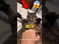 Così AIUTANO i GATTI in SOVRAPPESO...😱 #curiosità #informative
