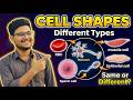 Various Shape of cells | cell : The unit if Life | 11th class Biology for NEET