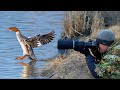 WILDLIFE PHOTOGRAPHY: Chasing My Nemesis Bird Round 2, And That's A LOT Of Mergansers!