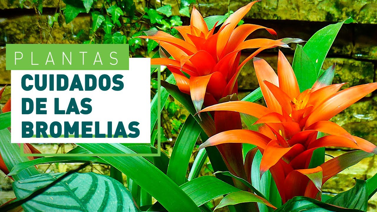 Bromelias: cuidado y consejos más importantes | Plantas en VERDECORA -  thptnganamst.edu.vn