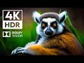Dolby Vision 4K HDR Realm | with cinematic sounds (Animal Colorful Life)
