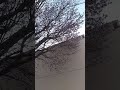2024.4.24大泉洋さんの母校の桜、咲き始めました。