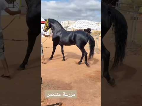 دهم نخوة وجمال تبارك الله