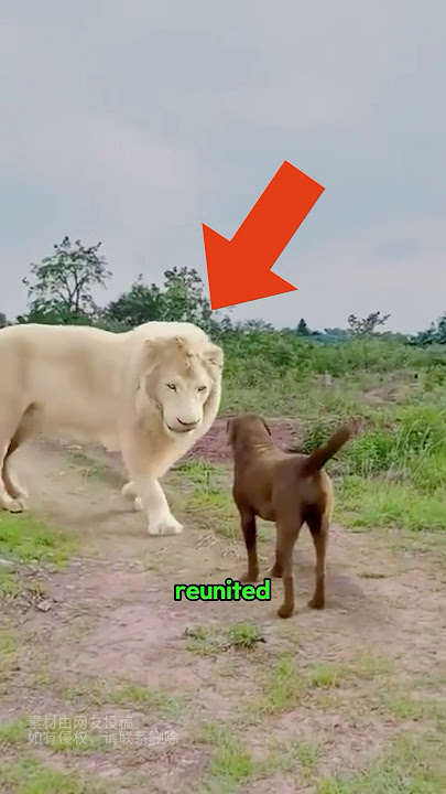 This white lion still remembers the dog that loved him like a mother.#love