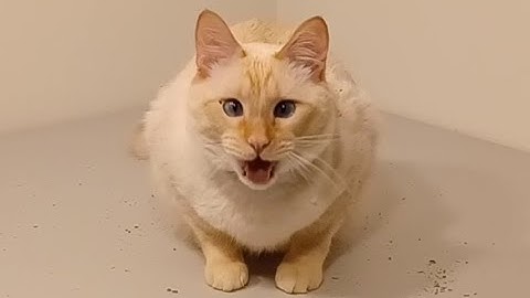 When The Catnip Hits Pt. 5