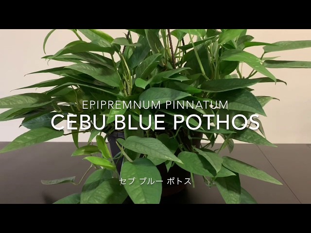 Epipremnum pinnatum Cebu Blue セブブルー　観葉植物