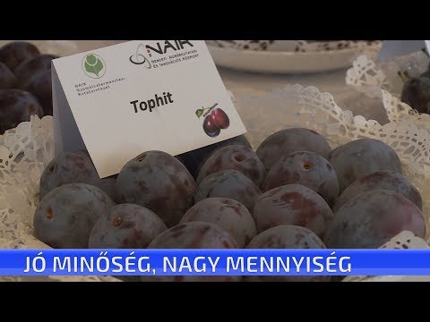 Szilva bírálat Cegléden  jó minőség, nagy mennyiség