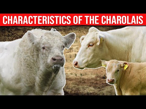 Video: Hva kjennetegner charolais storfe?